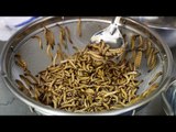 America's growing appetite for crickets, mealworms and other edible insects​