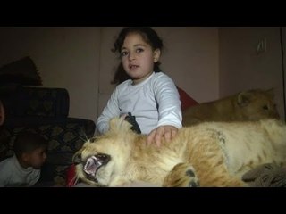 Gaza man buys lion cubs, lets children play with them