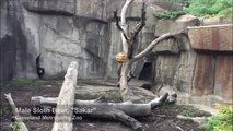 Sloth Bear Enrichment with Papier-mâché at Cleveland Metroparks Zoo