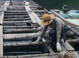 İnci Nasıl Oluşur?