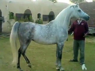 الخيول العربية الاصيلة