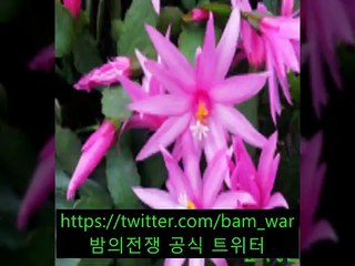 〔강남핸플 큐티〕 な 강촌핸플《 밤워 》 と 신당핸플