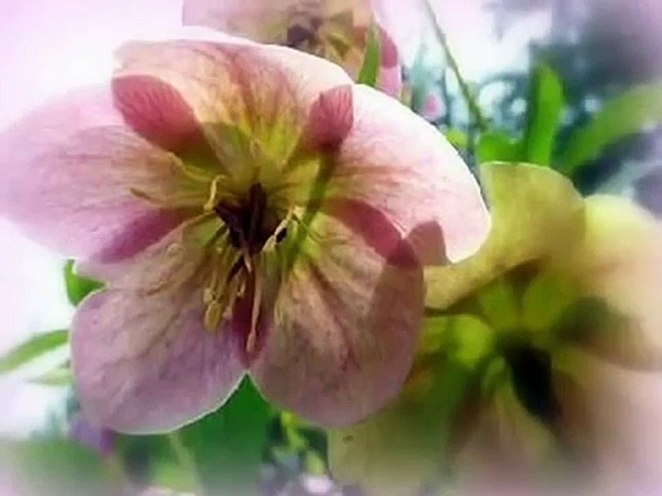 山下ヤスミン ♫ 愛は花　君はその種子 ↝ TBNYD13