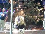Dresseur attaqué par un lion dans un parc animalier