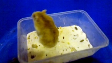 Both my hamsters having a bath!