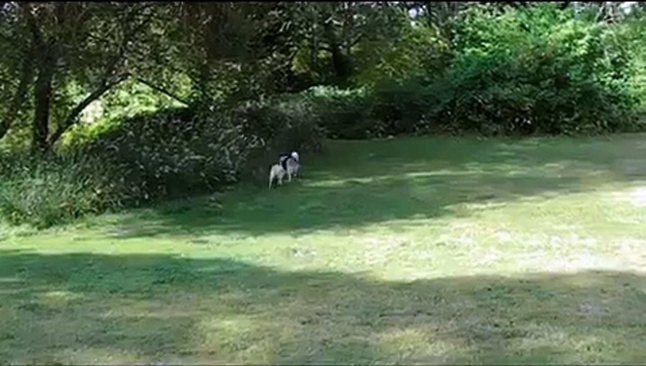 Max Rough Collie 9 months.wmv