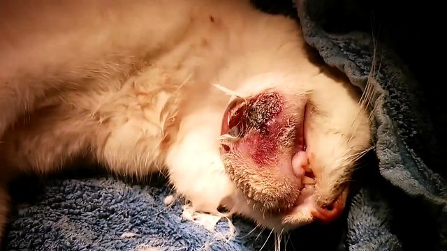 Cat fight abscess / Bloody Pus ozzing out from wound - Sydney Vet