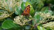 30s Butterfly Macro Clip @ Singapore Botanic Gardens