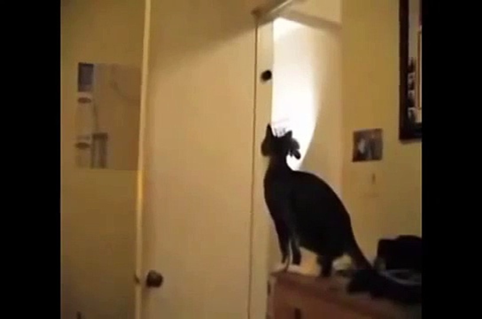 ⁣Ninja Cats amazing fighters funny smart pets and vicious animals