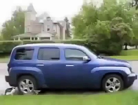 Ghetto deer beats up dog!!