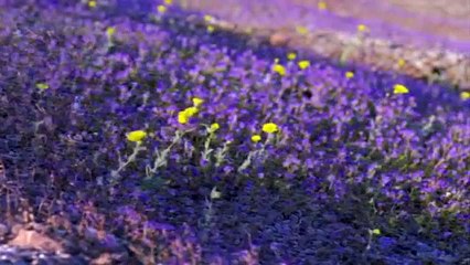 - What a Wonderful World -