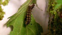 Small Tortoiseshell caterpillar pupating