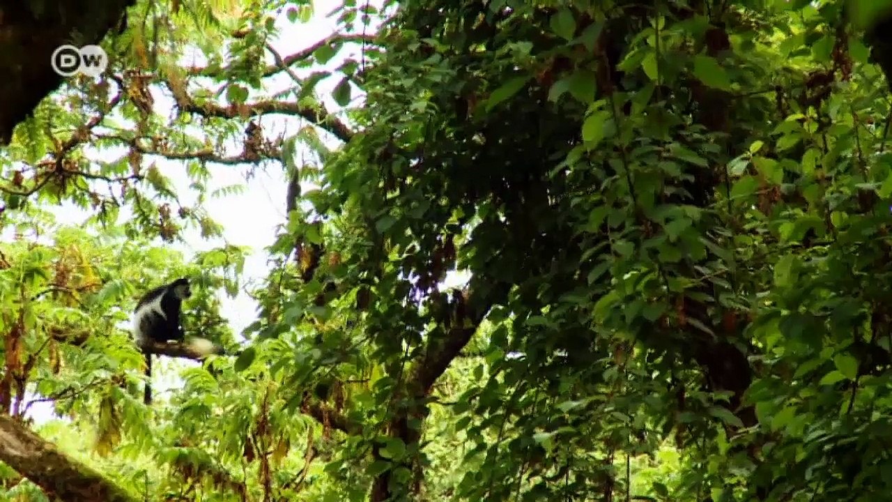 Weitsicht am Mount Elgon | Global Ideas