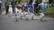 Penguin Parade @ Edinburgh Zoo