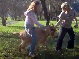 Goat Riding