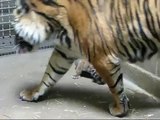 Tiger Cub Day 24 - Sacramento Zoo