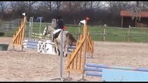 CSO CLUB 2 PONEY