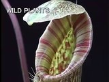 科学映像館　WILD PLANTS(Nepenthes mirabilis.ウツボカズラ）