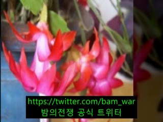 〈 밤전 〉강남핸플 블링 ぎ 「칠성핸플」 ゎ 예산핸플
