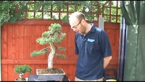 Bonsai Tree Pest Treatment - Peter Warren