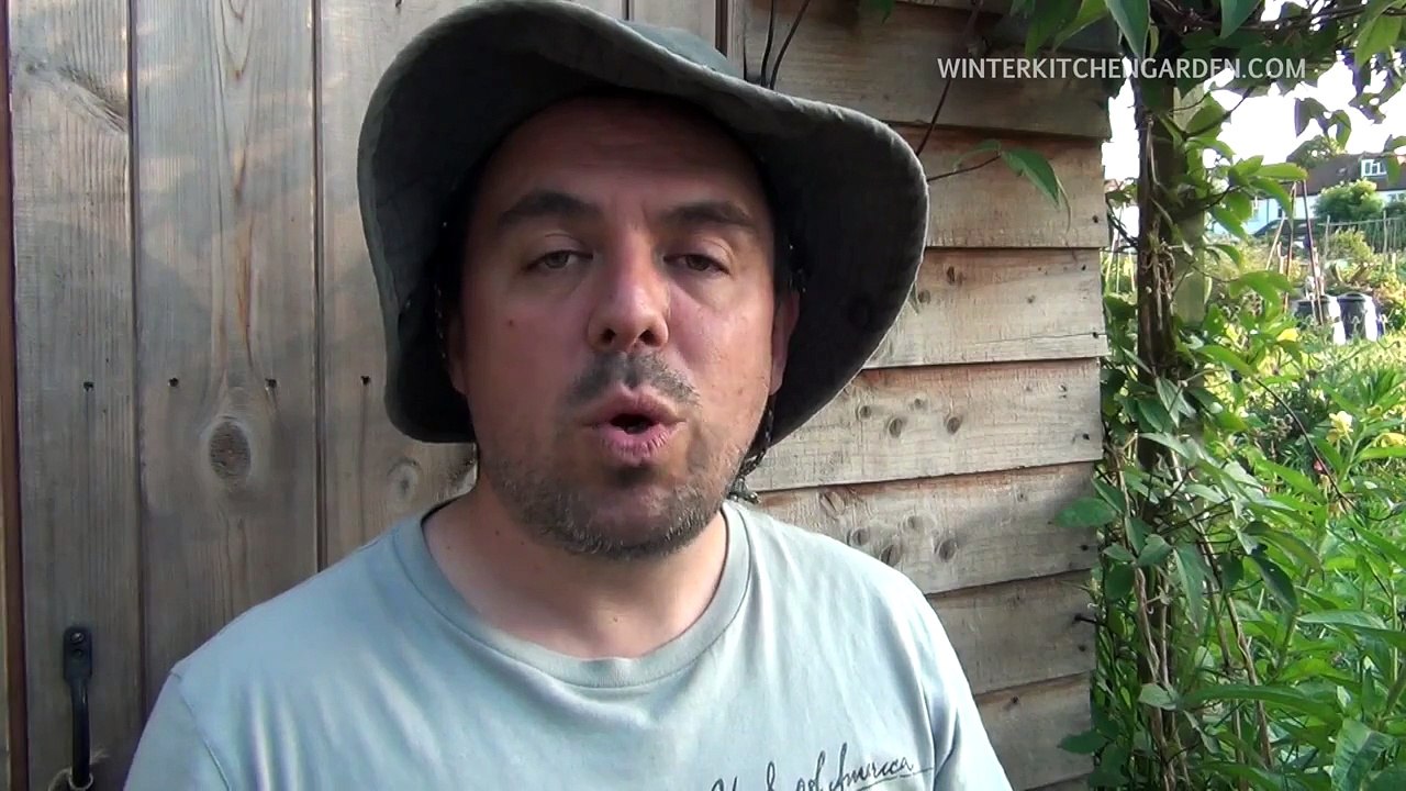 How to Grow Winter Cauliflower | Winter Kitchen Garden | Amateur gardeners and allotments