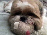 Gizmo the Shih Tzu - video update (4 years old)