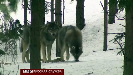 Охота на волков в Швеции: как это было