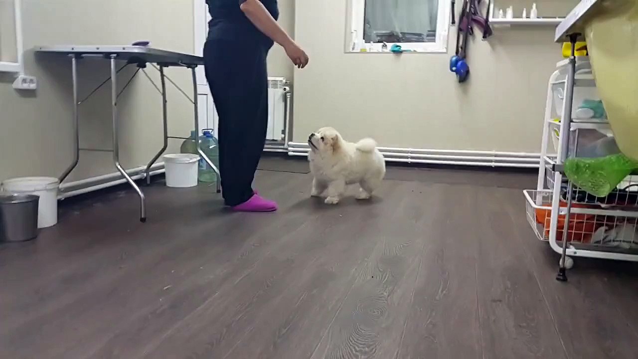 Le-Pash Tiana, cream girl, 27.12.2014