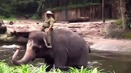 Animal Planet | Discovery Channel | Wild Life Documentary 2015 | National Geographic Wildl