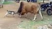 funny animal fight bull vs goat guess who win's.