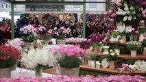 M&S Flowers: Chelsea Flower Show 2015: Blooms of the British Isles