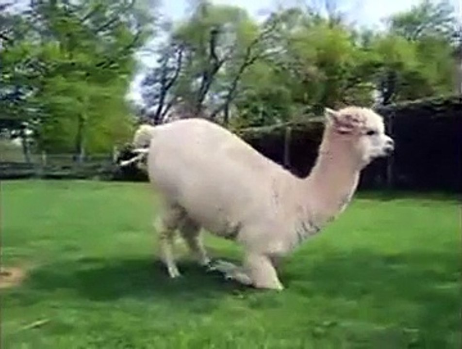 Animals mate Alpaca Gives Birth   Baby Animal Born Video