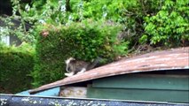 CRAZY CATFIGHT! two cats falling from the roof together while fighting