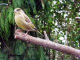 Film: Vogels in de tuin - Birds in the garden