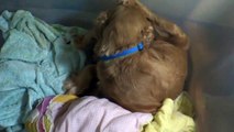 Cocker Spaniel Giving Birth