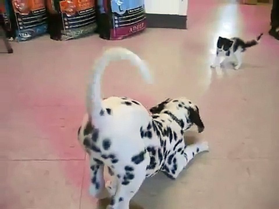 Skipper's First Kitten