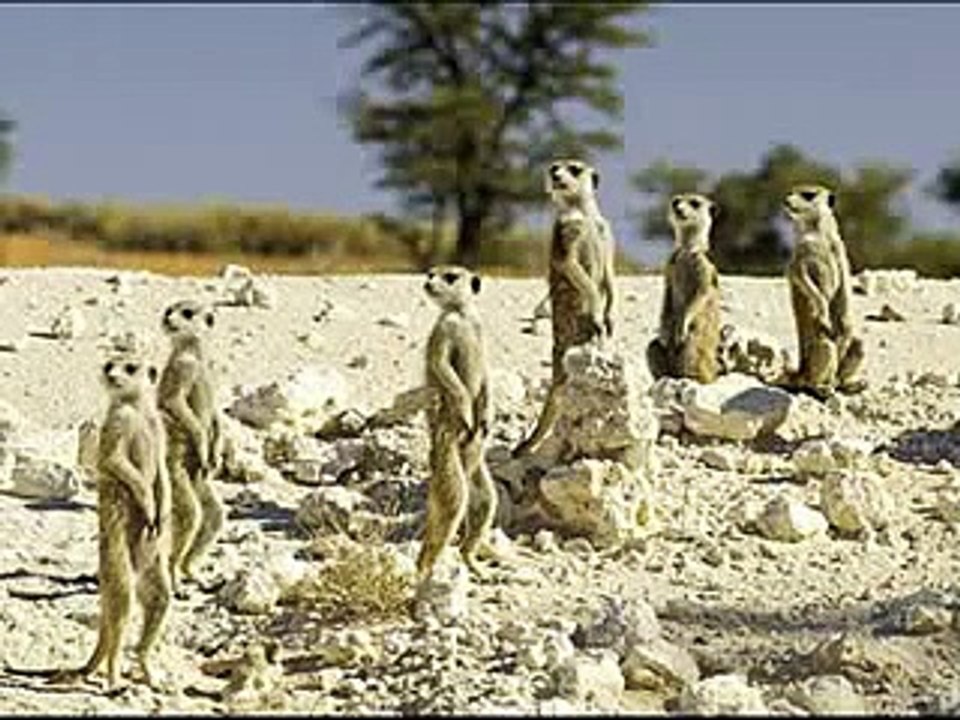 Meerkat Manor tribute to Shakespeare, with cool music