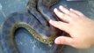 Handling My Tame Green Anaconda