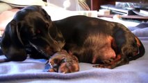 The Dachshund Dog Giving Birth