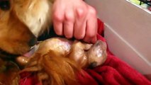 Golden Retriever Dog Giving Birth