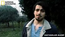 türkiyede hayvan belgeseli- ali tural tv