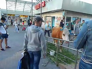 Корова? Корова!