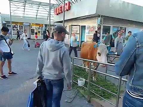 Корова? Корова!