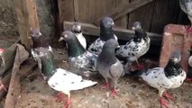 pakistani pigeons ,warraichanwala,latest video  (Gujrat)