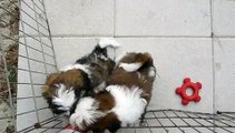 Shih Tzu puppies for sale in GA FL AL TN NC SC shihtzuga.weebly.com