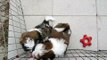 Shih Tzu puppies for sale in GA FL AL TN NC SC shihtzuga.weebly.com
