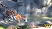 Whirl Amur Tiger Gears up for Cat Awareness Weekend