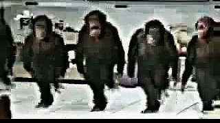 funny news funny movie titles funny movie titles DANCING MONKEYS Funny Animal Videos funny pictures
