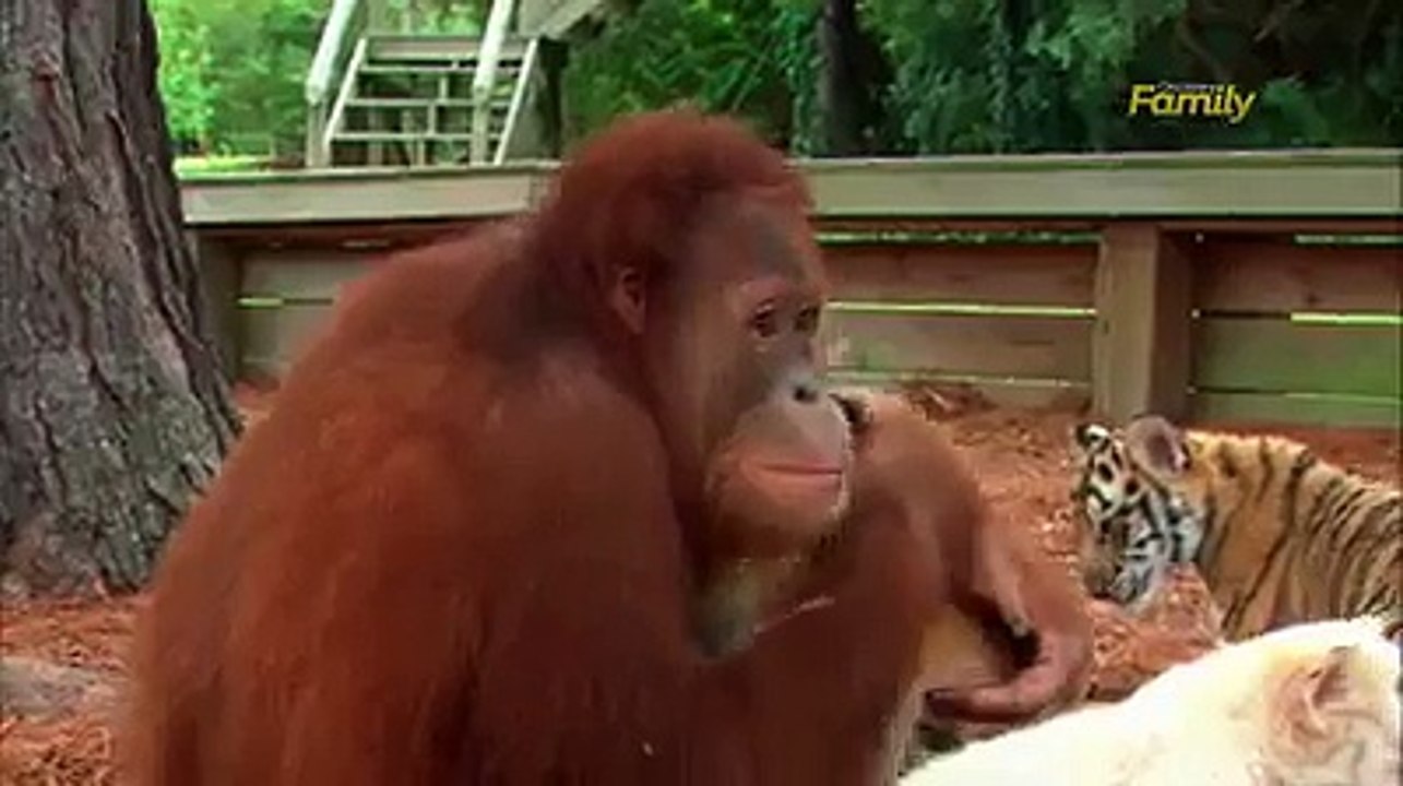 Monkey