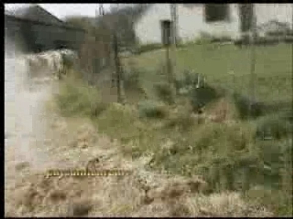 Lâcher des génisses